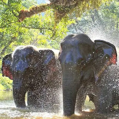 <span class="ct-green">Green</span><span class="ct-rc-bold">Elephant</span><span class="ct-rc-light">Sanctuary Park</span>